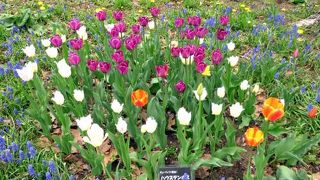 円山公園（まるやまこうえん）