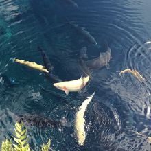 綺麗なニジマス