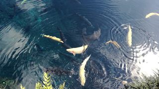 透き通るような湧水