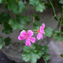 お花がきれいです。