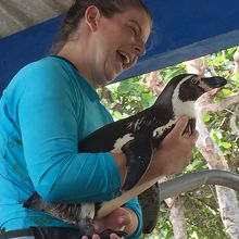 ペンギンショーでのペンギン紹介(触れません）