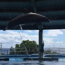 イルカショーのジャンプ