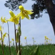 高山植物が咲いていました