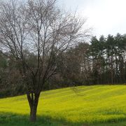 「おひさま」のロケ地としても有名な菜の花の…