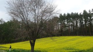 「おひさま」のロケ地としても有名な菜の花の…
