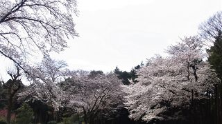 三保街道沿いの大きな森