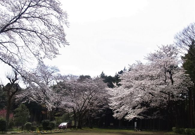 三保街道沿いの大きな森