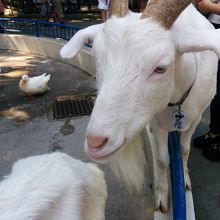 動物のふれあいコーナーもあります