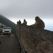 ヨーロッパ唯一の野生猿に会える