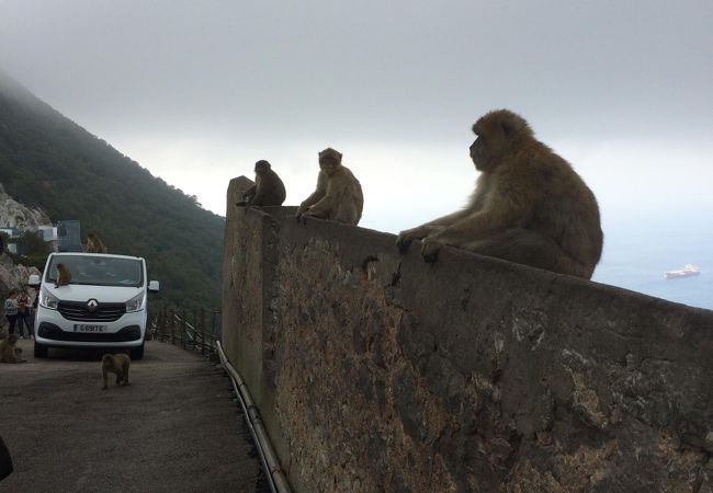 ヨーロッパ唯一の野生猿に会える