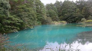 神秘的な森の中の沼をお手軽に鑑賞できます。