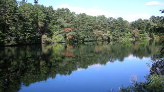 湖面に映る木々の影が美しい