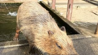 ちょうどいい広さの市営動物園