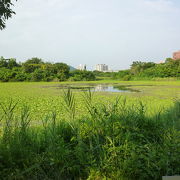 蓮池潭の傍にある高雄の代表的な湿地公園