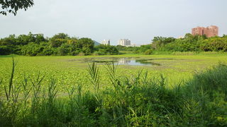 蓮池潭の傍にある高雄の代表的な湿地公園