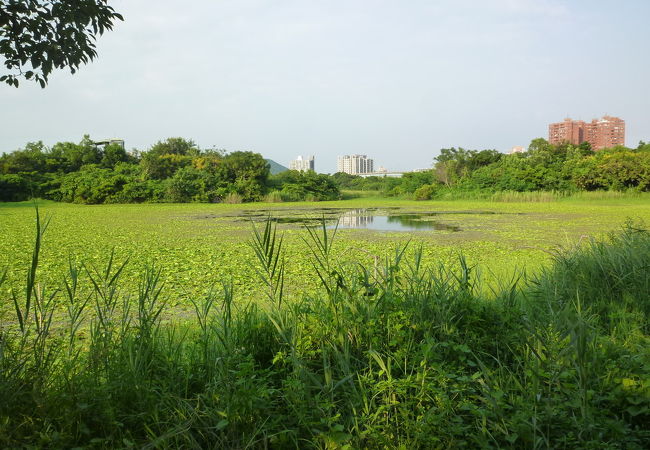 蓮池潭の傍にある高雄の代表的な湿地公園