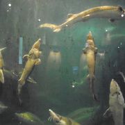 チョウザメ専門の水族館（美深チョウザメ館）