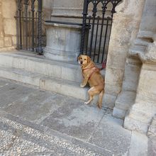 王家礼拝堂でご主人を待つ犬。石畳も素晴らしい。