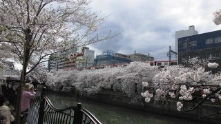 満開時はすごい！