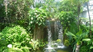 南の島を訪れたような植物の数々