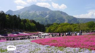 シバザクラの時期は圧巻