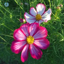 SNS映えするコスモス畑です！