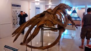 自然科学海洋博物館