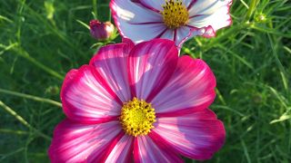 SNS映えする荒川河川敷のコスモス畑です。