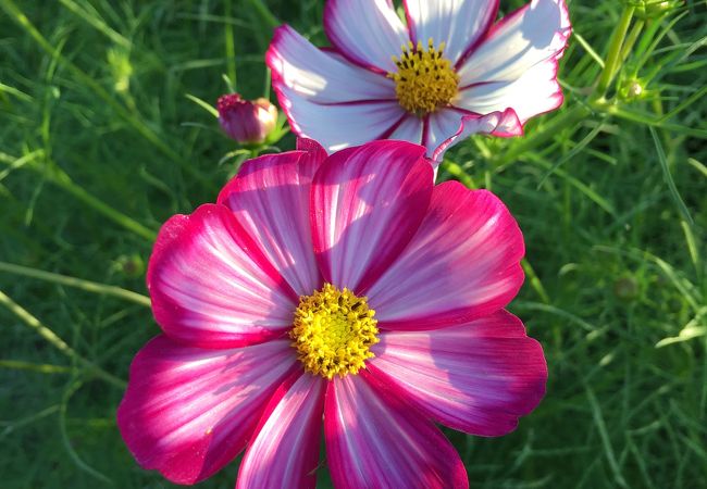 SNS映えするコスモス畑です！