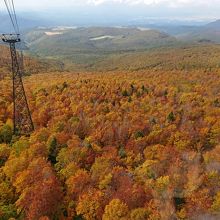 紅葉の樹海
