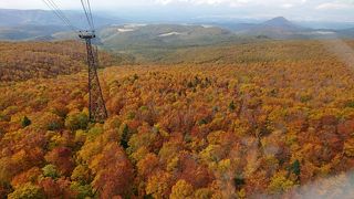 紅葉の樹海