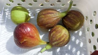 完熟イチジクは、皮まで食べられてとても美味しい