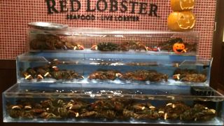 本格的海鮮料理です