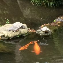 鯉と亀