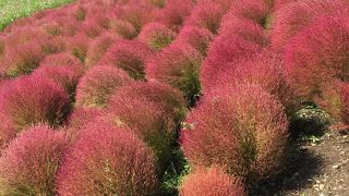 コキアがとてもきれいでした