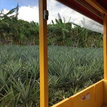 パイン畑を抜けて・・・