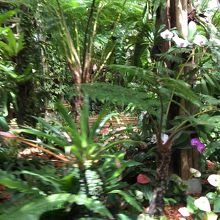 パイナップルって2000種類あるんだって！