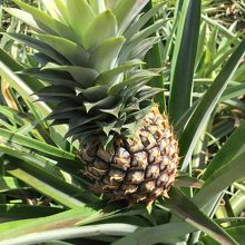 パイナップルはこうして出来ます。