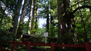 好き（杉）なら（楢）一緒に