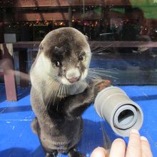 流行りのカワウソが沢山いて、ふれあいもできます。