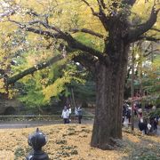 東京都天然記念物指定の大イチョウです