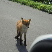 キタキツネがあらわれた