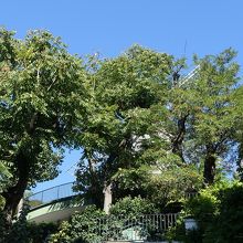 樹木で見えづらいムーラン ド ラ ギャレット。