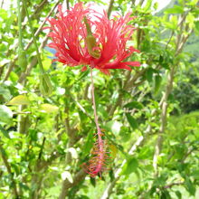 かわったハイビスカス