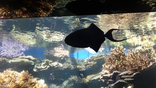 こじんまりとした水族館
