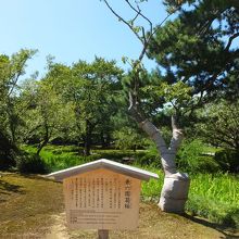 かなり痛々しい感じ