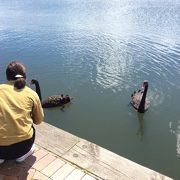 黒鳥の湖？