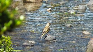 台地の上の兼六園に清らかな川の流れ