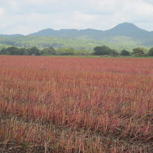 赤く染まる、収穫後のそば畑の景観