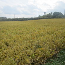 黄金色に染まる秋の稲田の景観